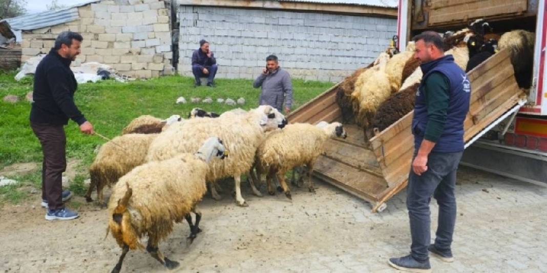 Meşhur tulum peyniri için mesai başlıyor! Üreticiler yüksek rakımlı yayla yolculuğuna hazır 4